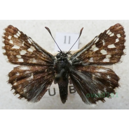 Pyrgus malvae (Linnaeus, 1758) Powszelatek malwowiec Czech1l